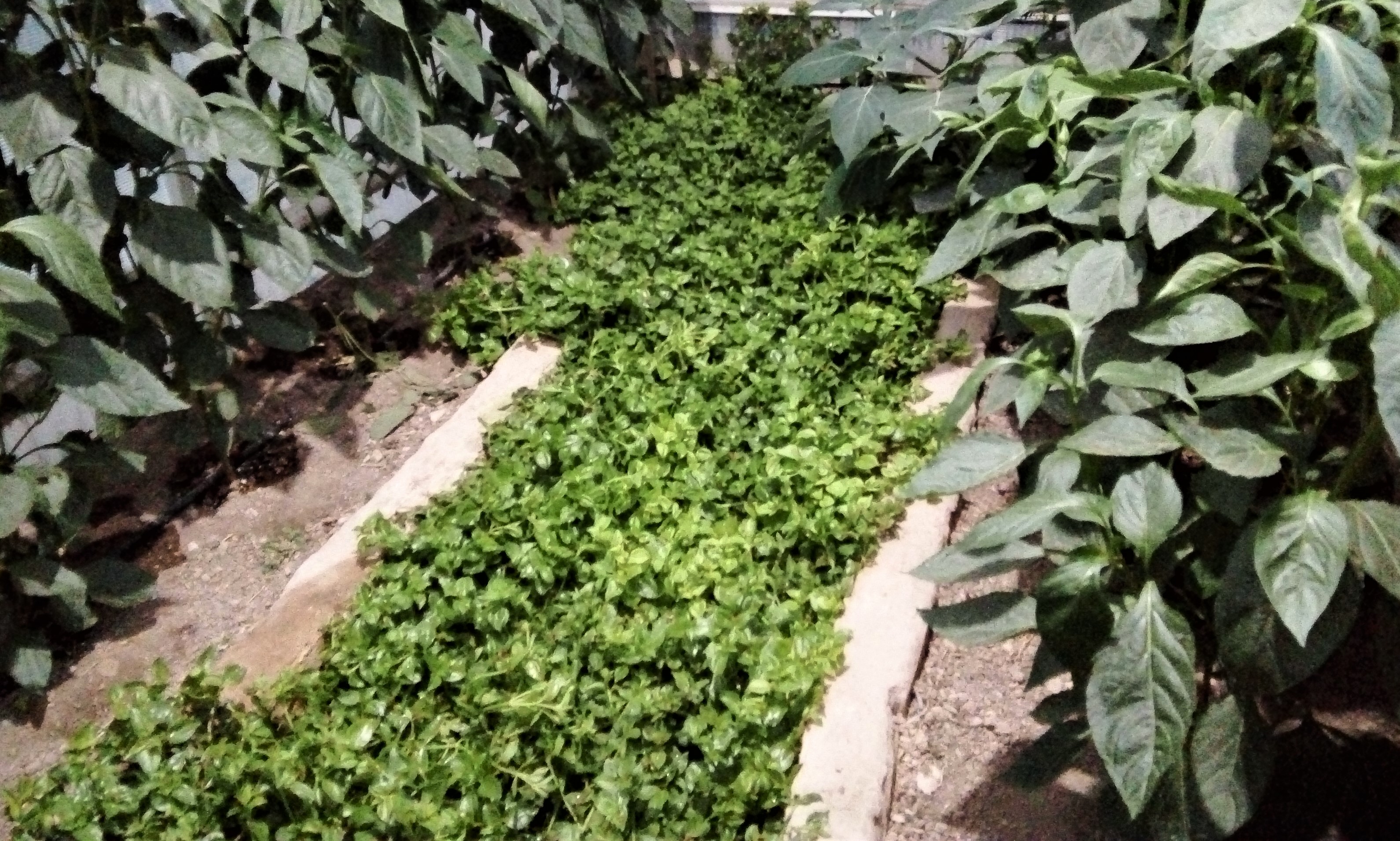 گلخانه ارگانیک اصفهان(#گلخانه مجید)
