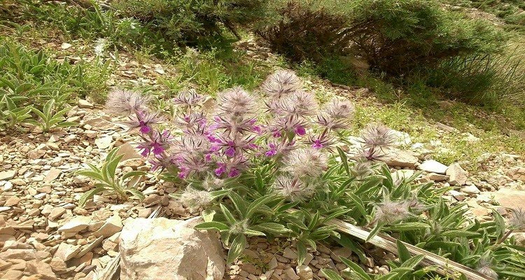 گیاهان دارویی ( چای کوهی)