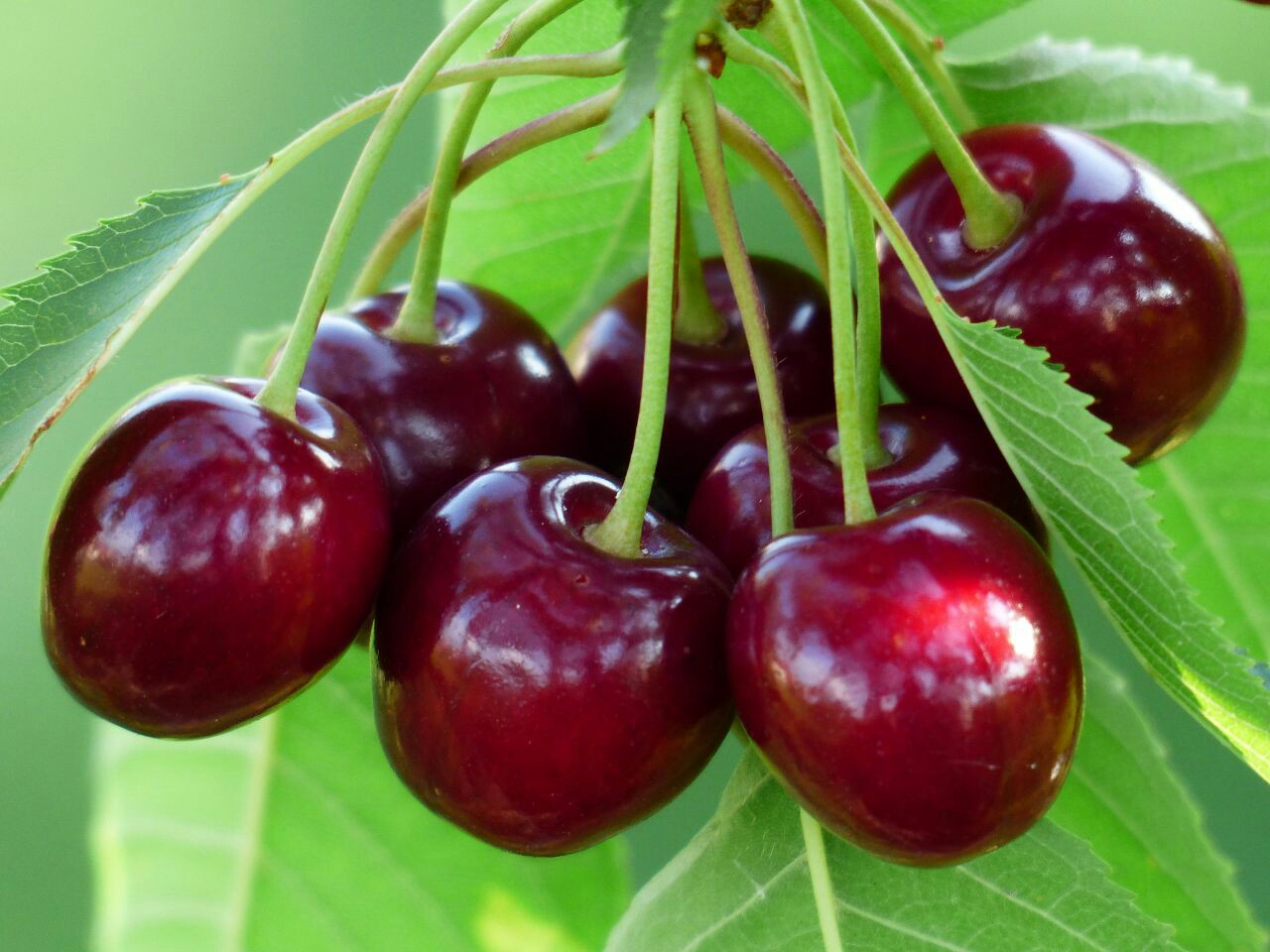 مزاج گیلاس گرم است