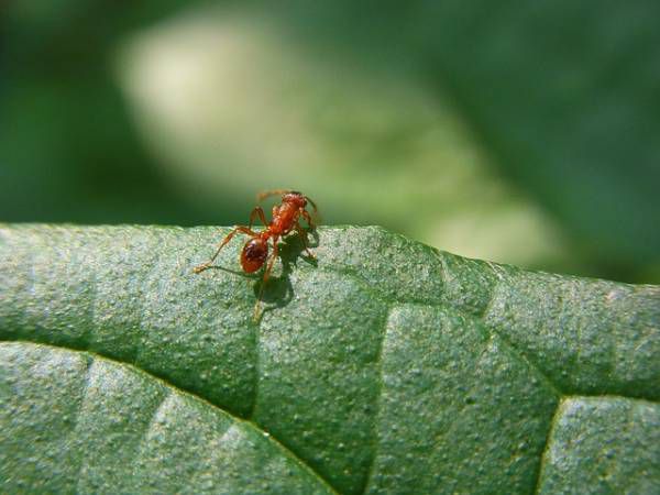 مورچه Titanomyrma با ابعاد شگفت انگیز
