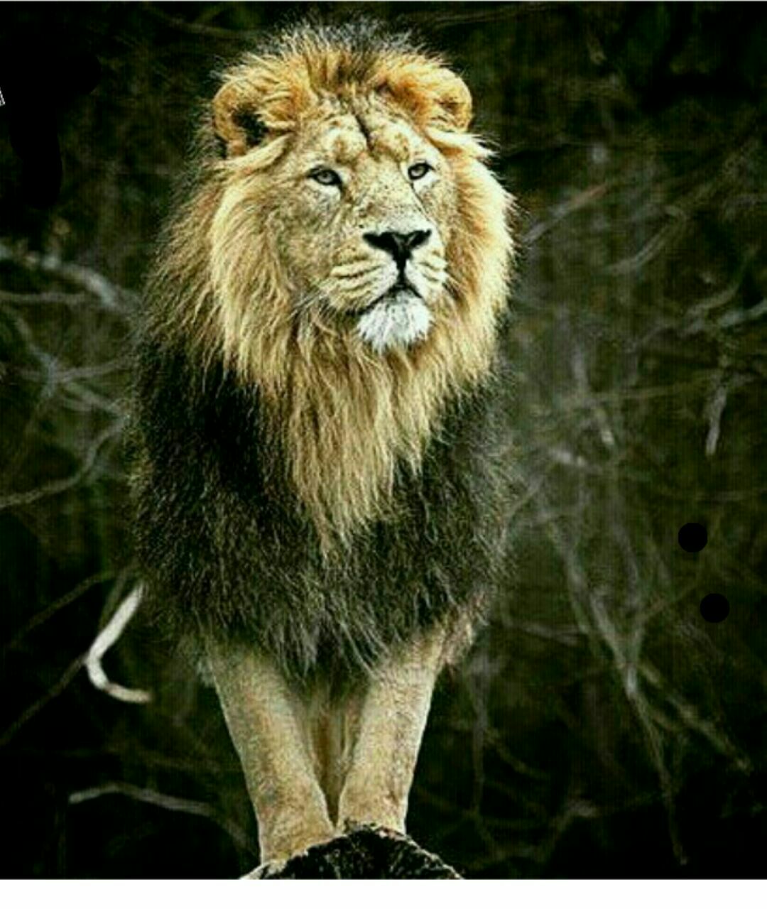 شیر باش و بزرگ