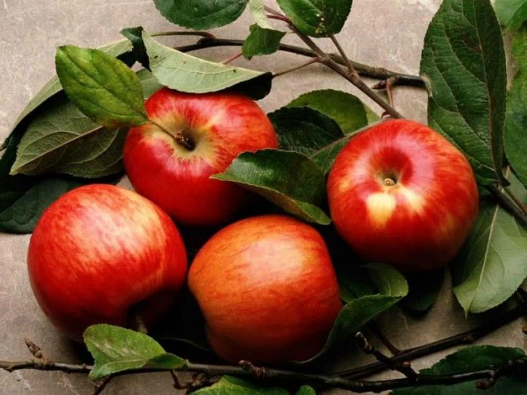 آنتی اکسیدان موجود درسیب قرمز