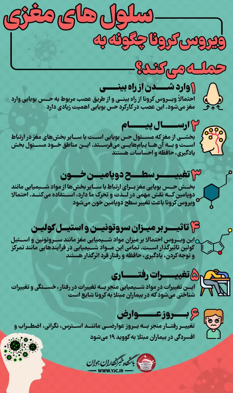 ویروس کرونا چگونه به سلول‌های مغزی حمله می‌کند