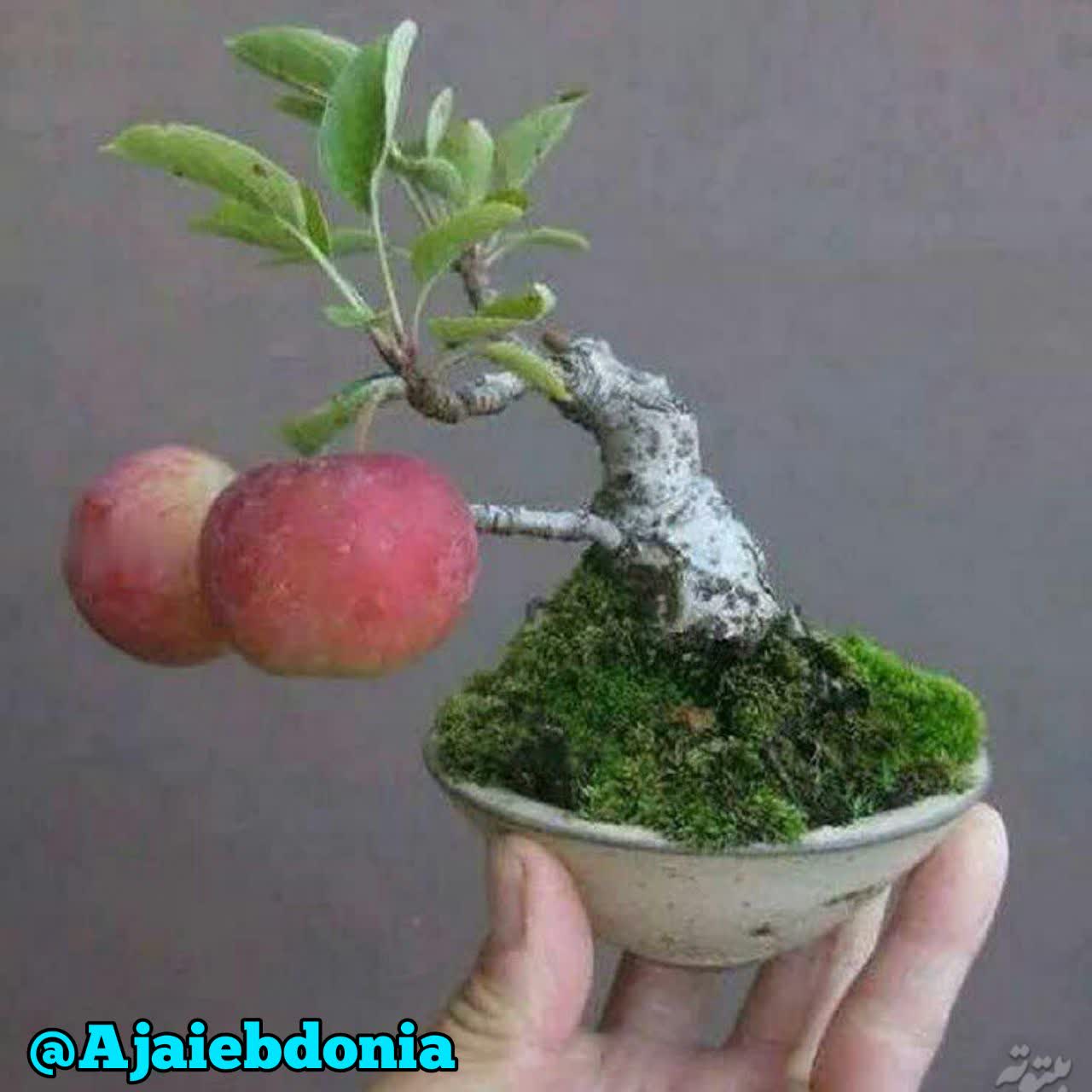نيم كيلو بودن ولی مَرد بودن