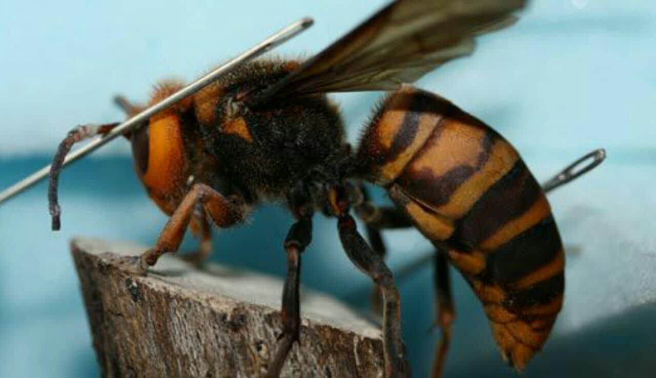 زنبور سرخ آسیایی