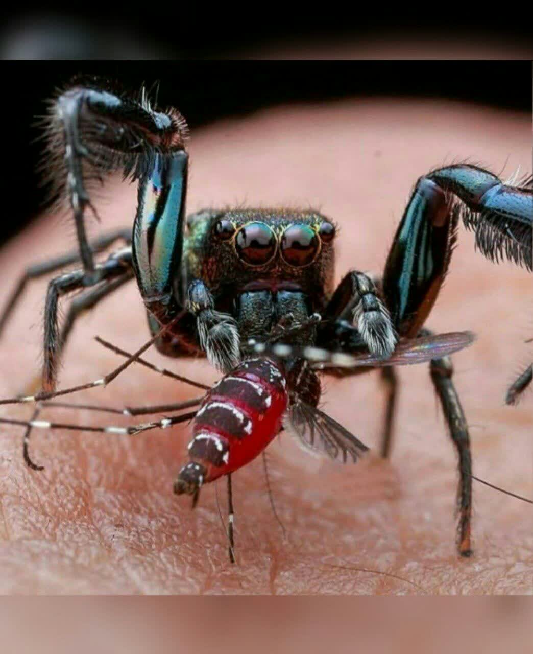 هیچوقت عنکبوت‌های خونه‌تون رو نکشید