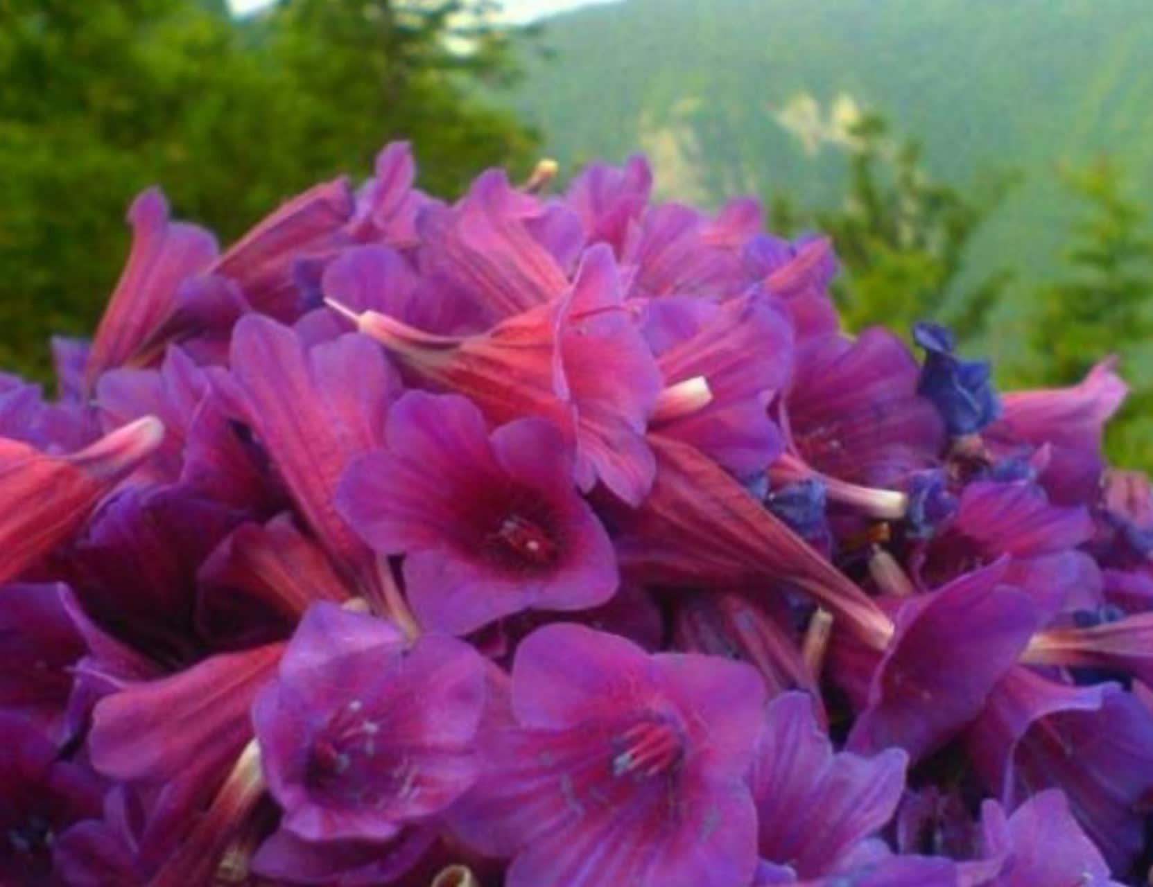 فواید گل گاو زبان
