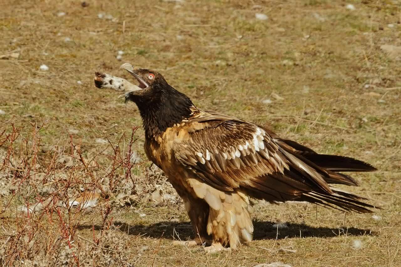 لاشخور ریش‌دار