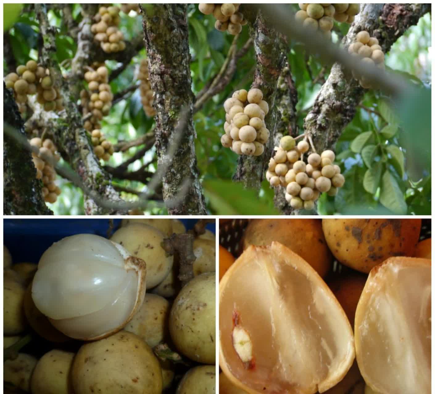 میوه لانگست