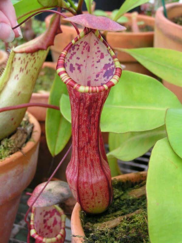درباره گیاهان کوزه‌ای