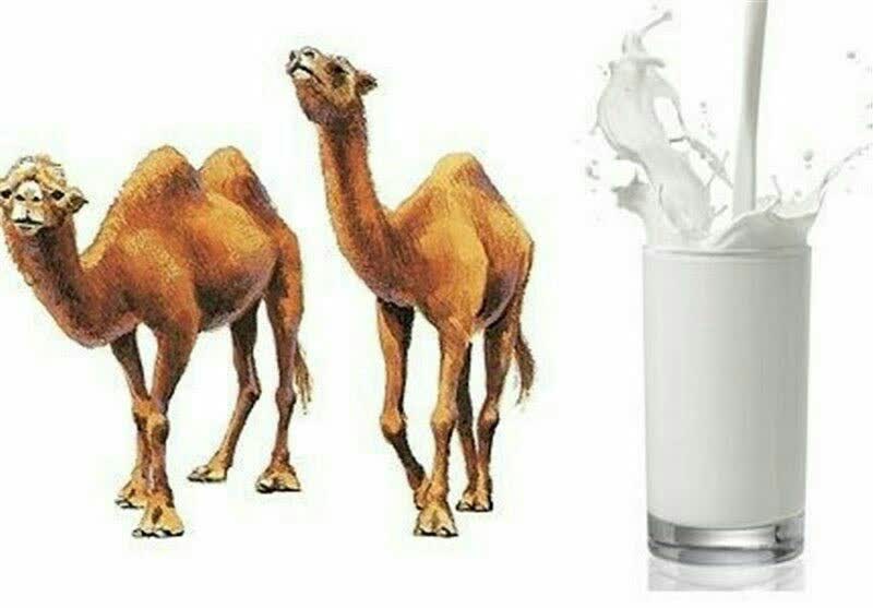 آشامیدن شیرشتر باعث تقویت چشم 