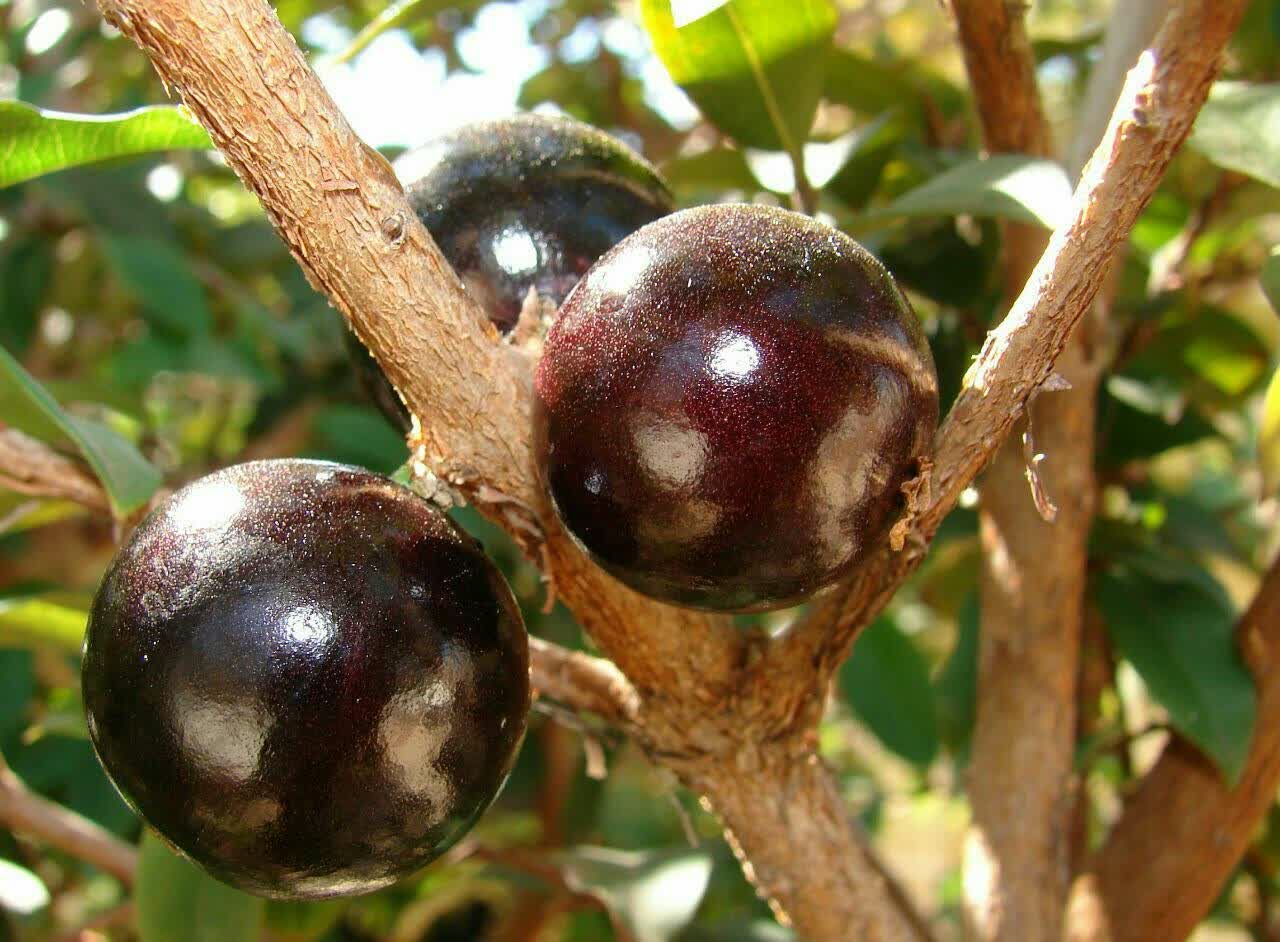 انگور برزیلی Jaboticaba 