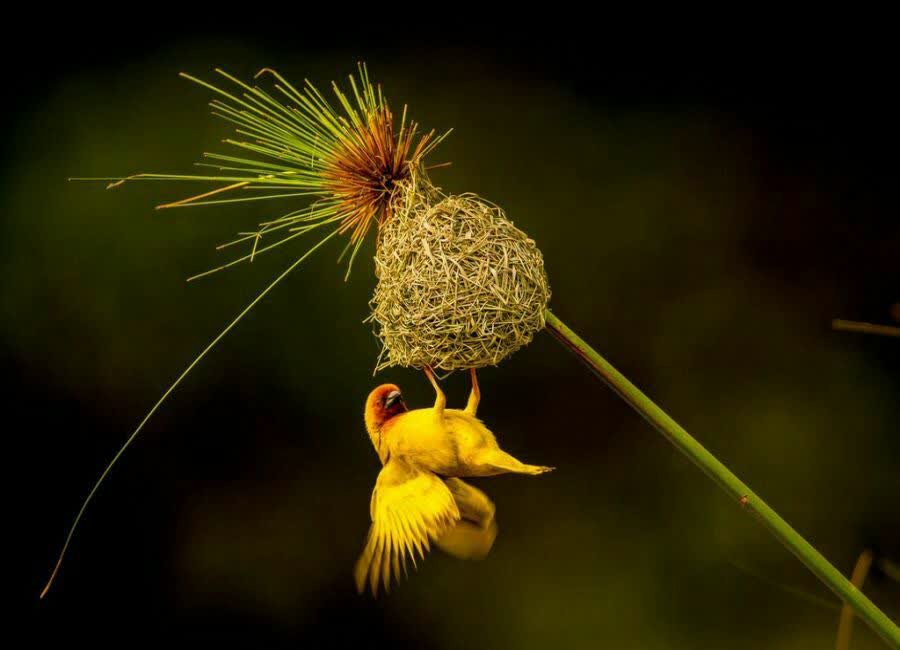 پرنده جولای طلایی