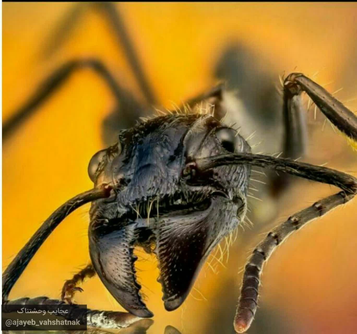 مورچه گلوله زن