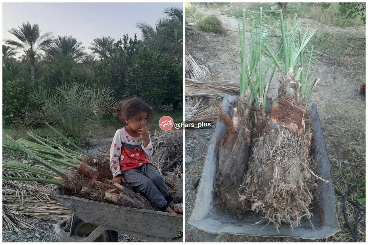 پاجوش نخل