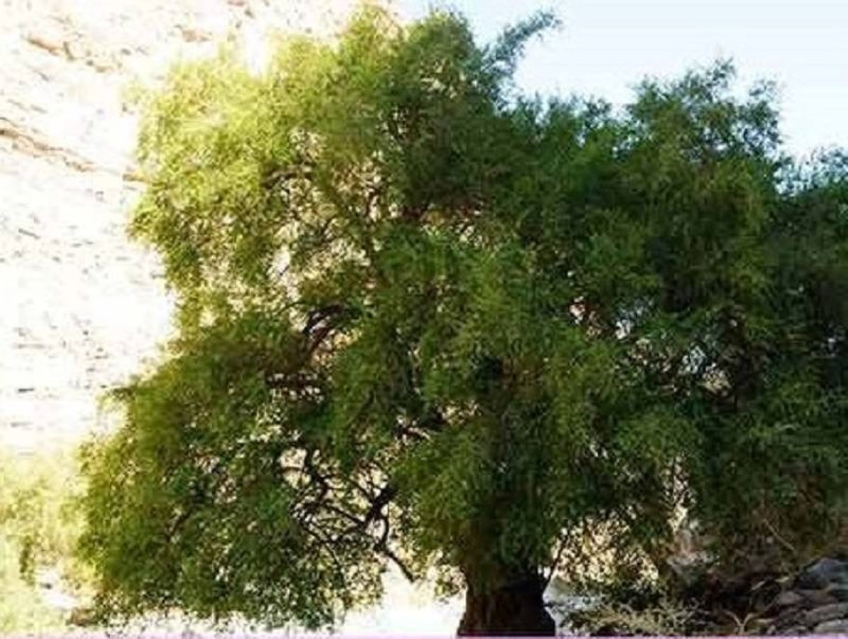 گیاهان دارویی - سدر