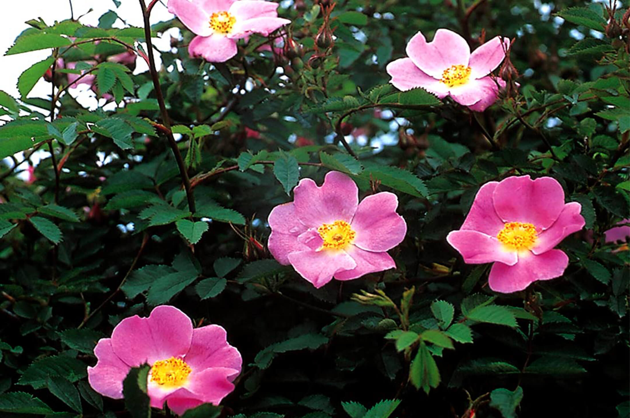 داروهای گیاهی - نسترن