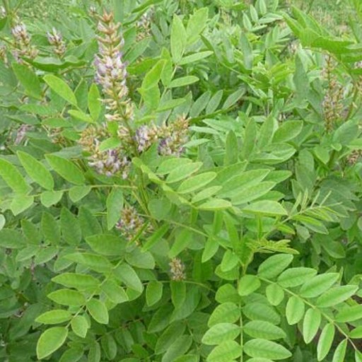 گیاهان دارویی - شیرین بیان