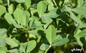 گیاهان دارویی - شنبلیله