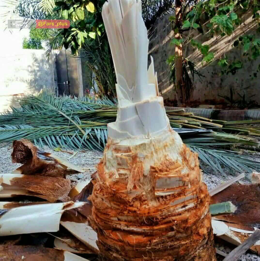 درخت نخل