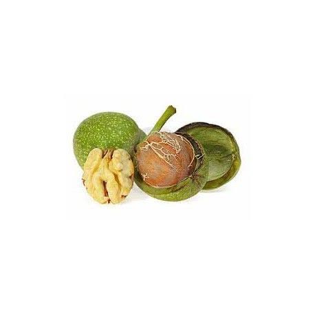 گردو برای کلیه ها