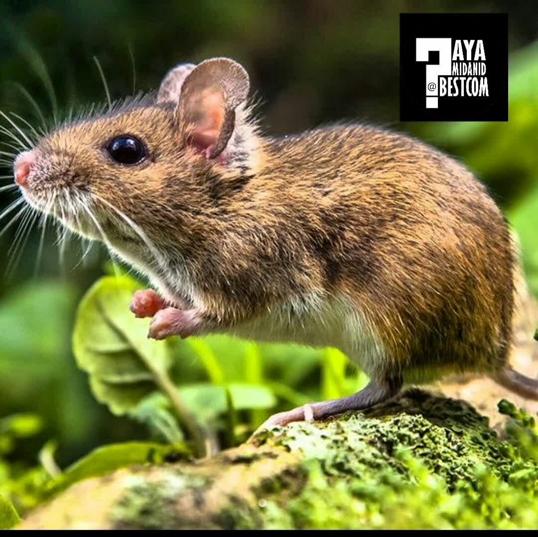 صدای ماوراصوت