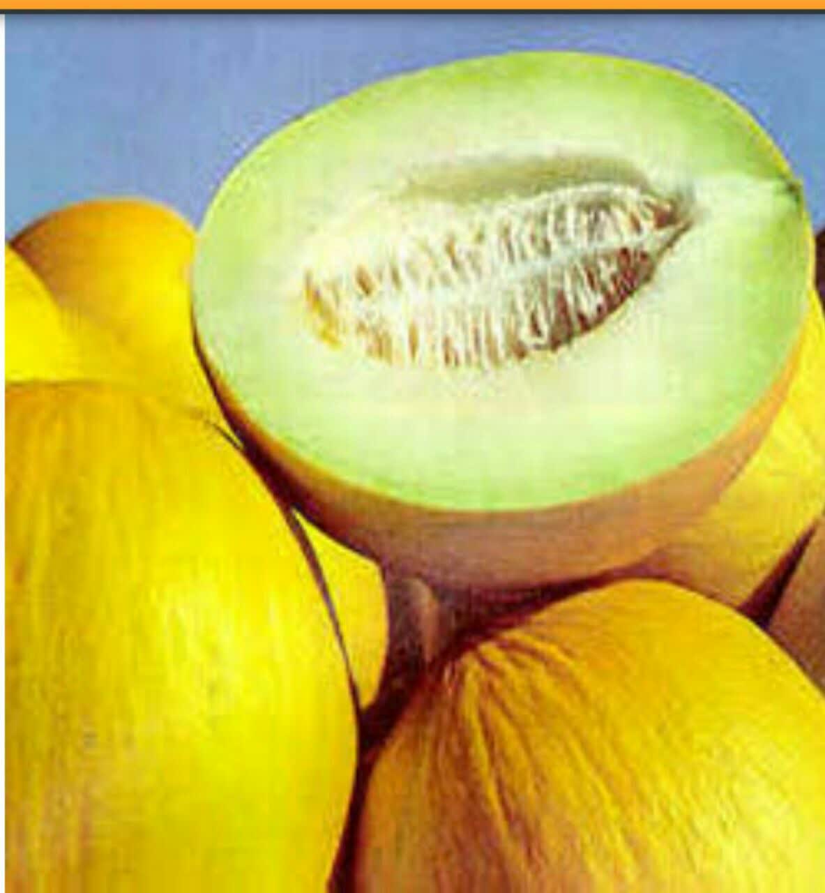 خواص خربزه
