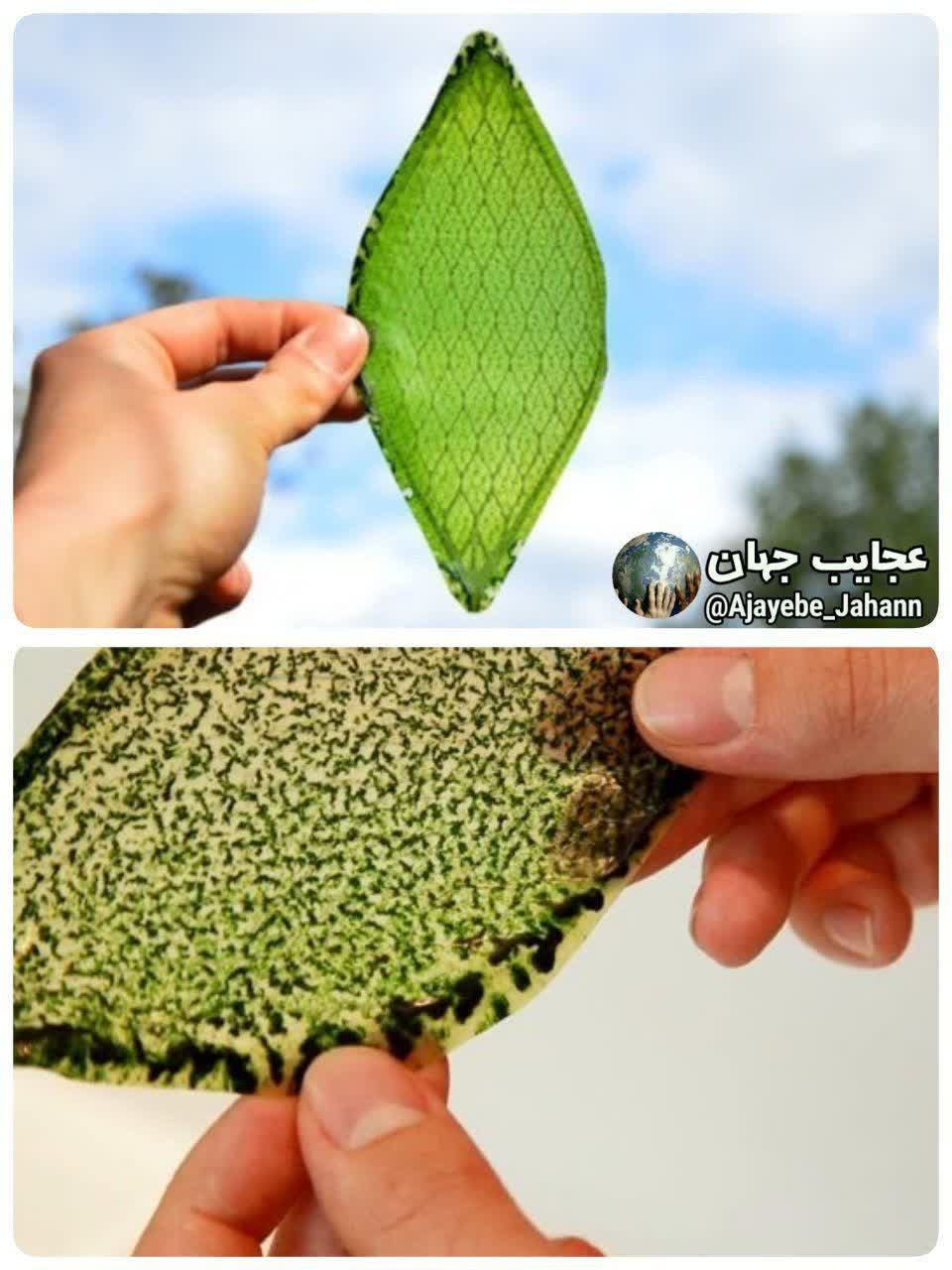  اولین برگ بیولوژیکی