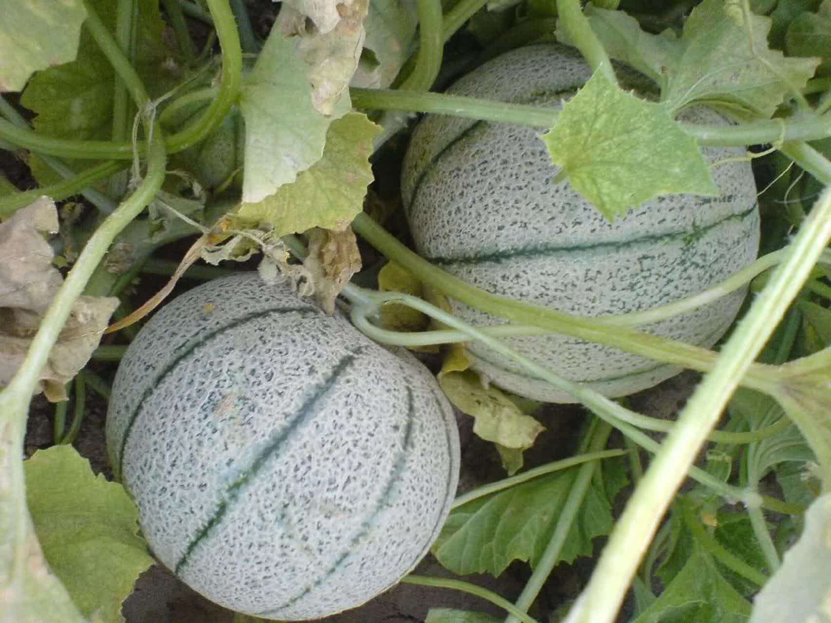طالبی مانند سیر و پیاز دارای آدنوزین است