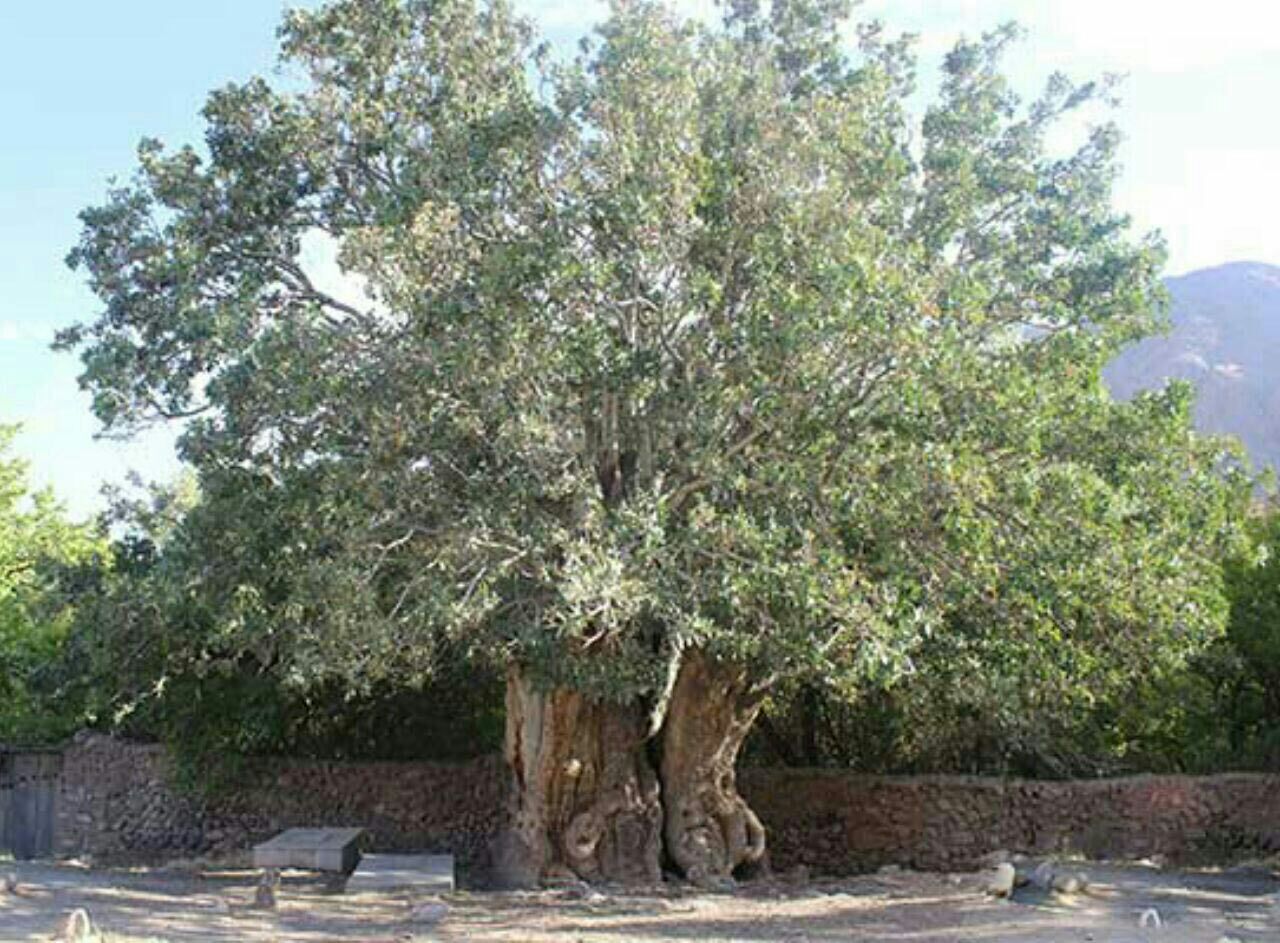 قدیمی ترین درخت پسته جهان