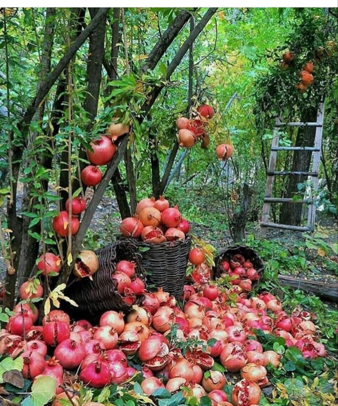 زیبایی طبیعت پاییز