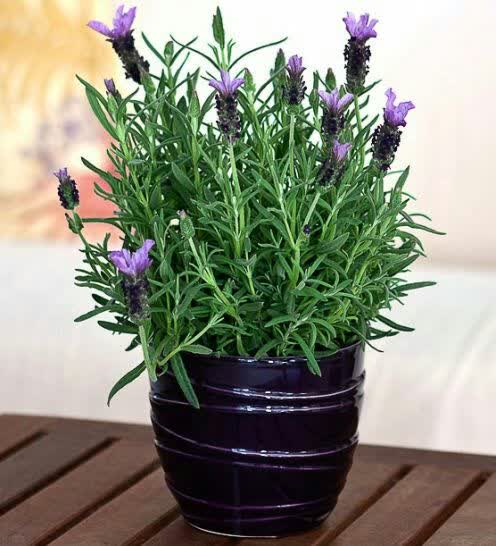 گیاه اسطوخودوس را در خانه نگهدارید