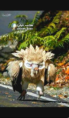 تصویر برتر ماه حیات وحش