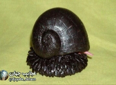 حلزون دریایی زره پوش