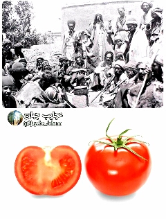 گوجه یا ارمنی بادمجان