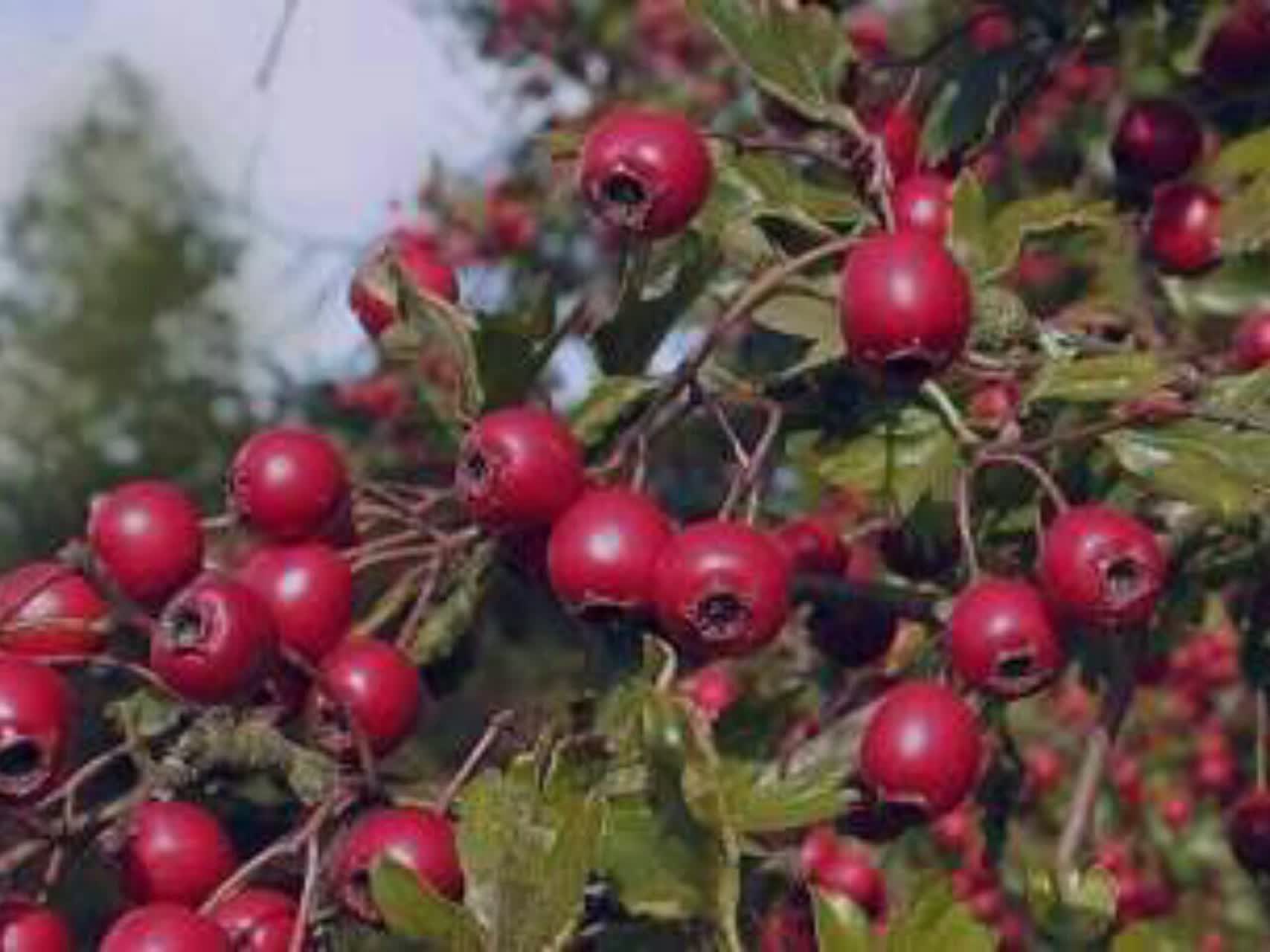 مگه پول علف خرسه