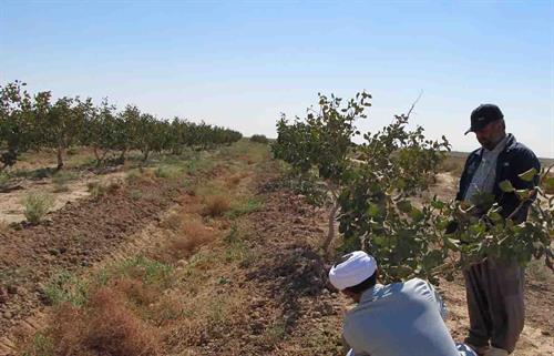 پلاک گذاری ۵ هزار درخت در قالب شجره طیبه در زرند 