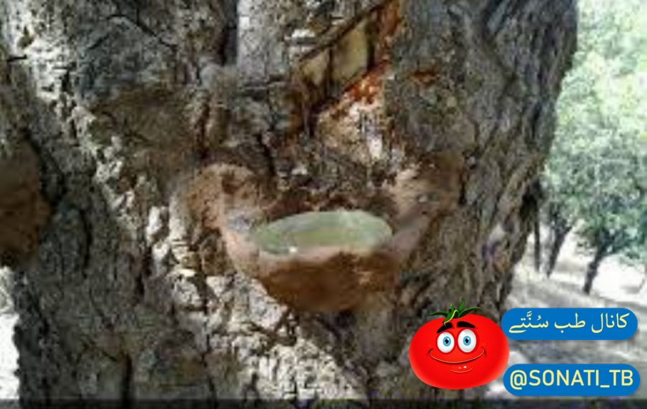 خواص سقز