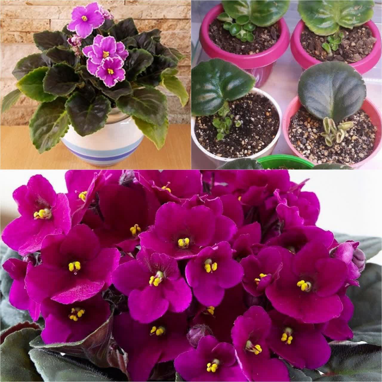 بنفشه آفریقایی