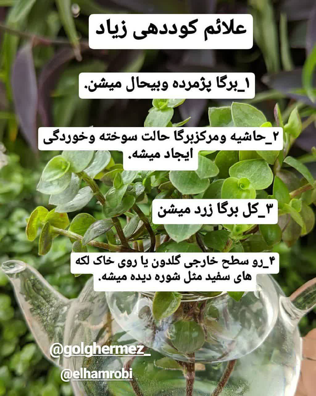 علایم کود دهی زیاد 