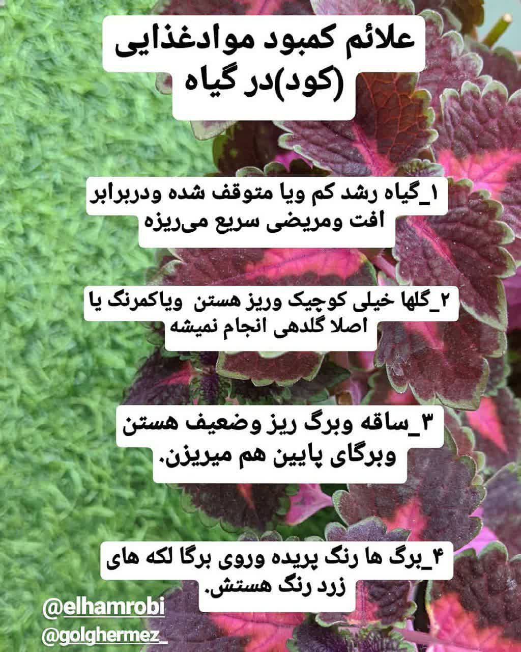 علائم کمبود کود 