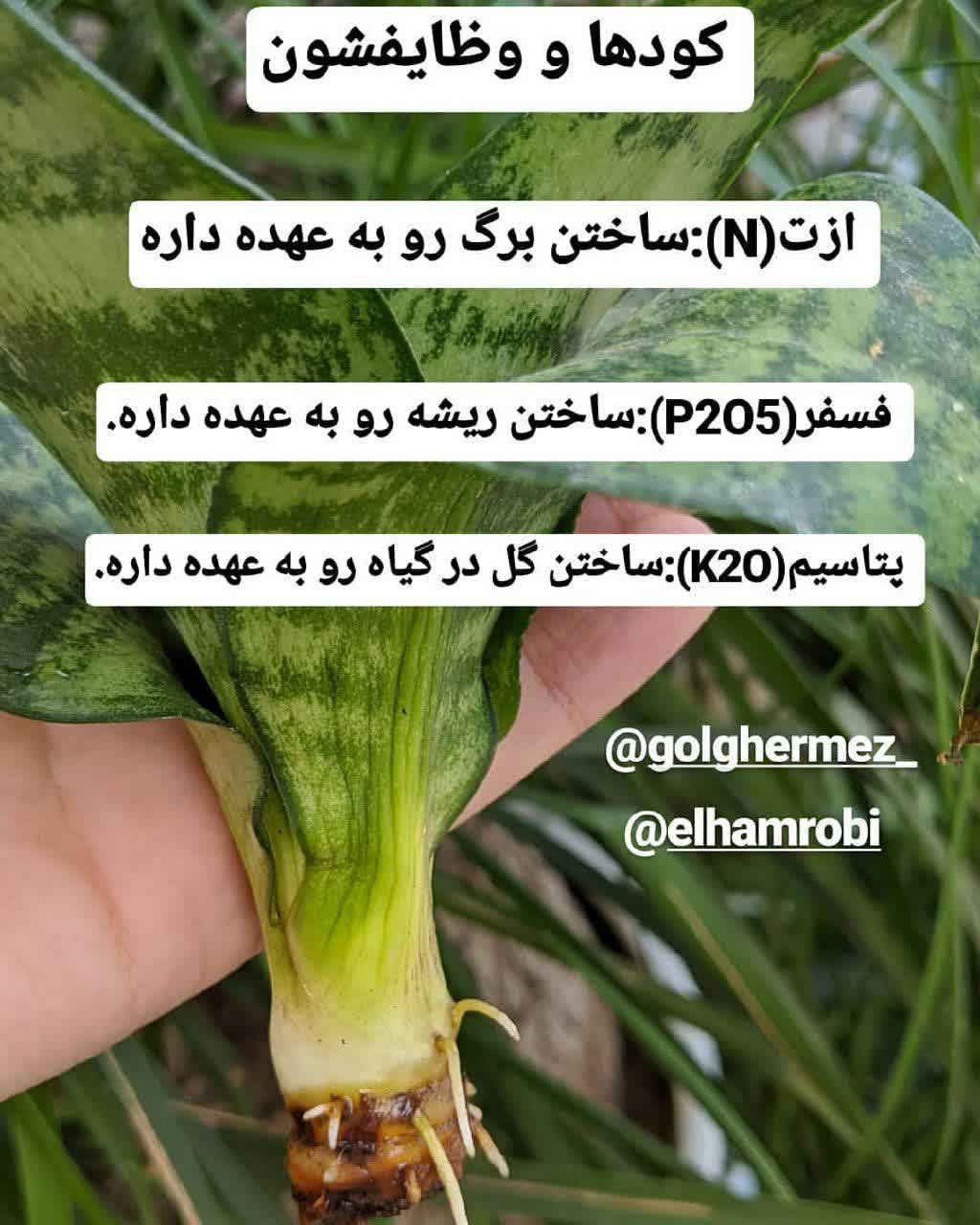 وظایف کود