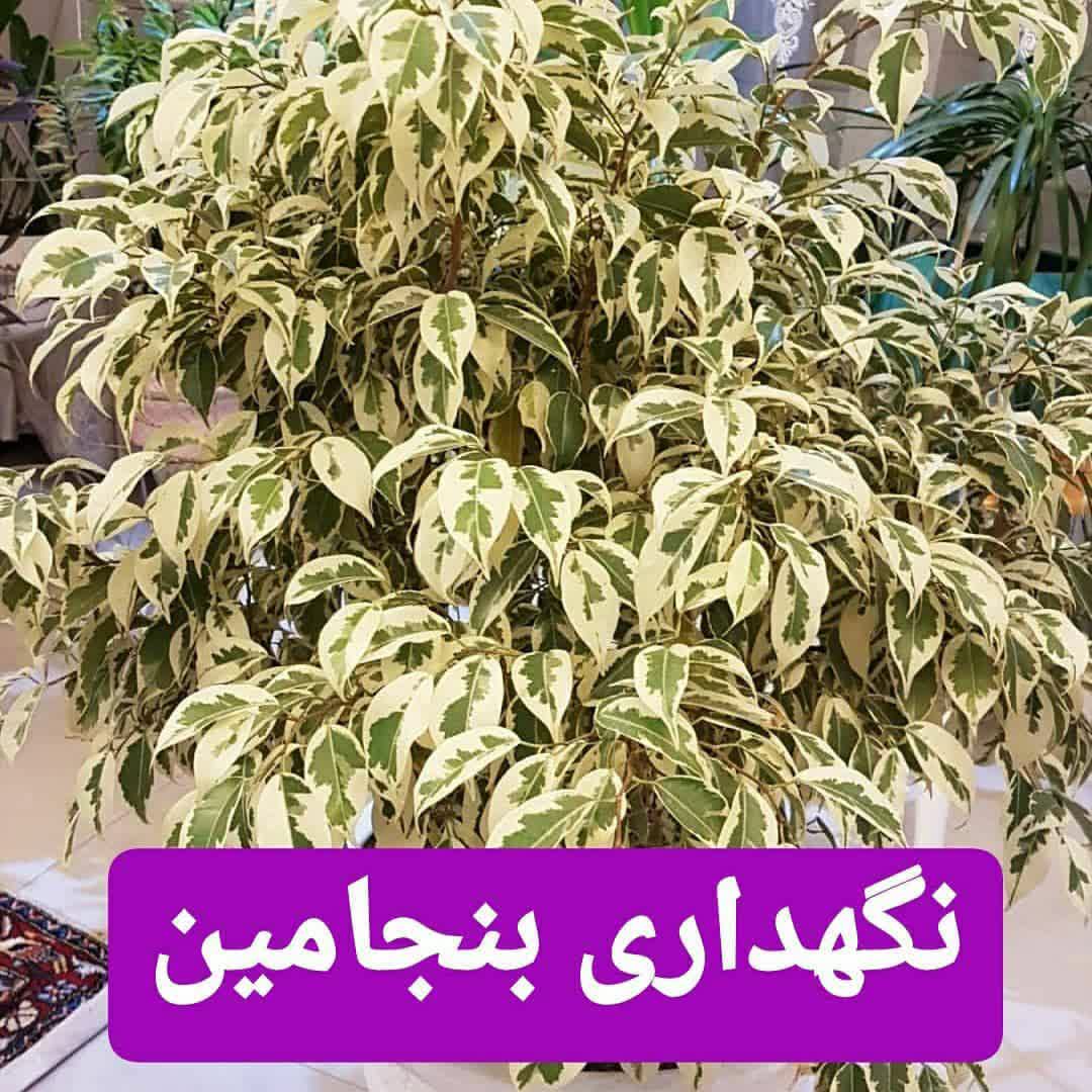 طریقه نگهداری گیاه بنجامین
