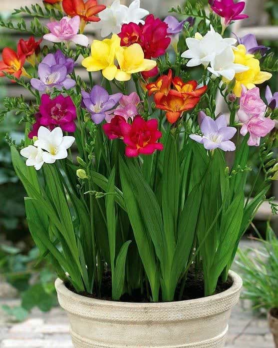 فریزیا