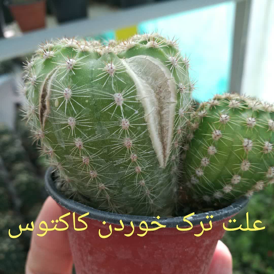 علت ترک خوردن کاکتوسها