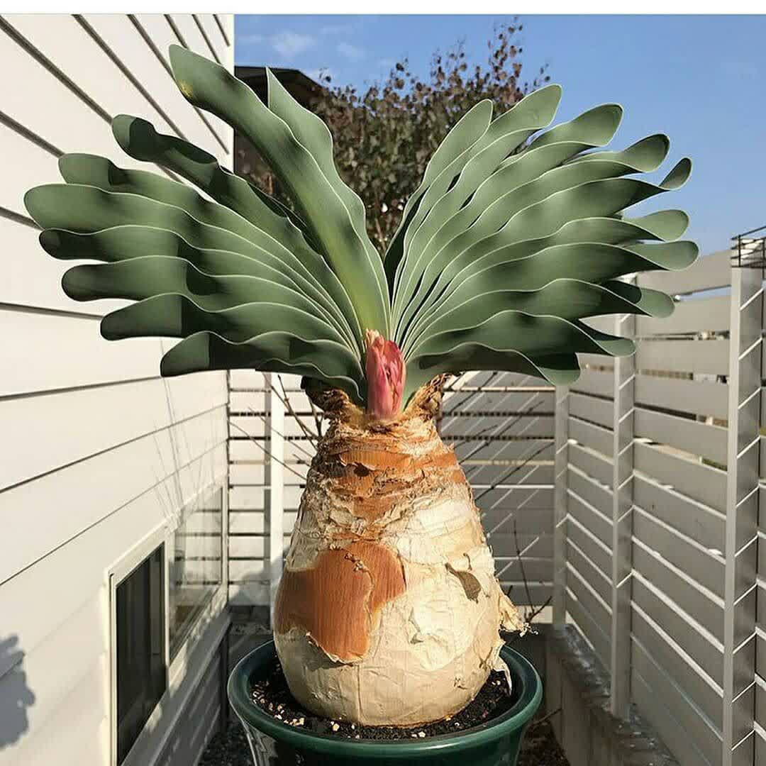 بوفانی