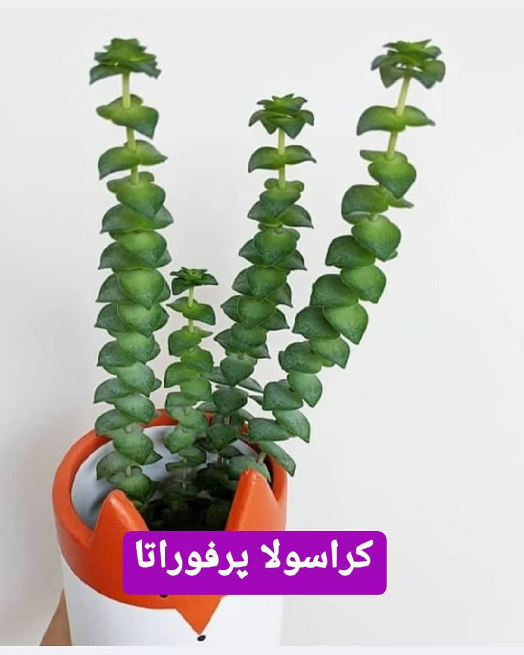 ساکولنتها