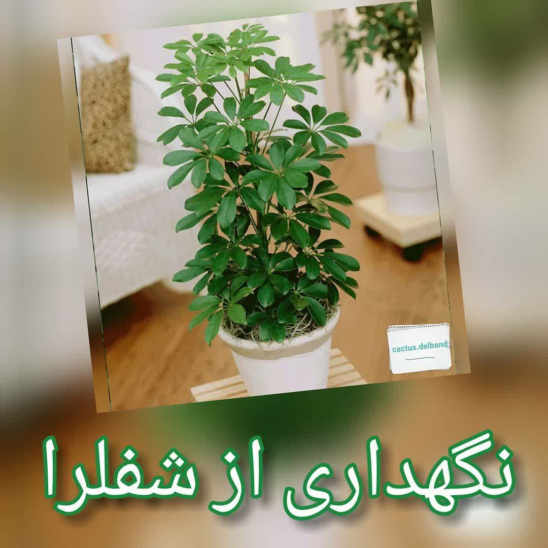 شفلرا