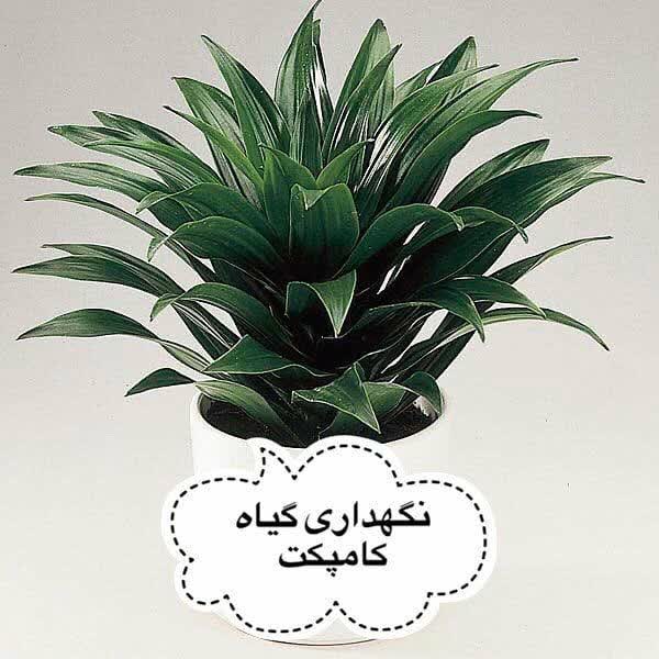 کامپکت‌