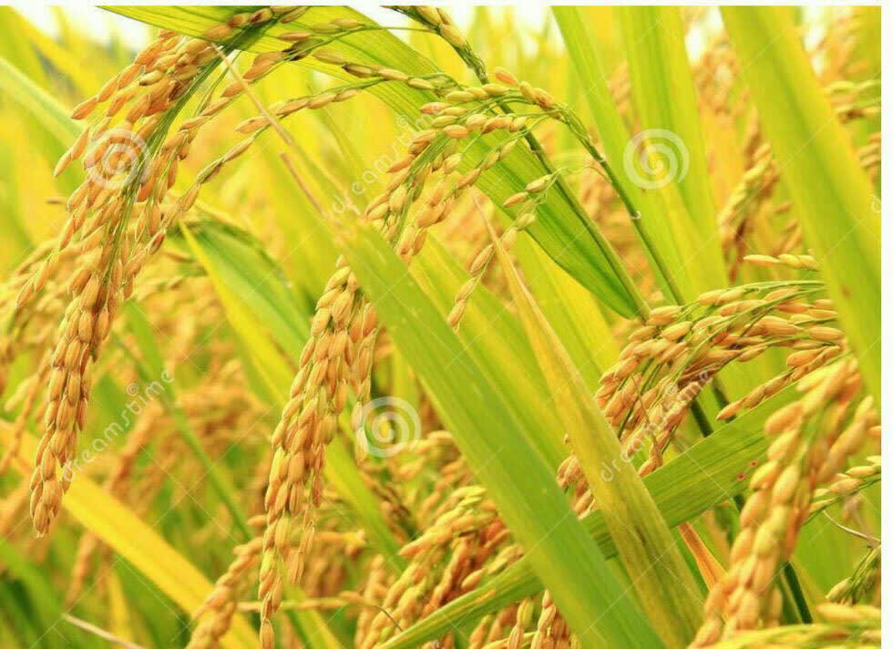 خواص برنج سبوس دار